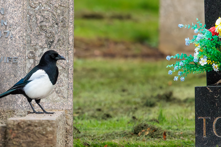 Magpie taking off